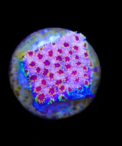 Small Skittle Bomb Cyphastrea Frag (Row #23)
