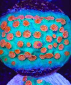 Meteor Shower Cyphastrea Frag (Row #24)