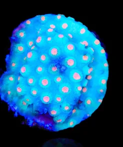 Meteor Shower Cyphastrea (Row #24)