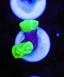 Small Neon Green Trumpet Coral Farg (Row #26:B)