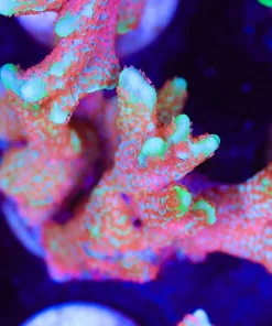 Huge Forest Fire Digitata Frag (Row #27:B)
