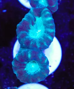 Teal Trumpet Coral Frag (Row #28)
