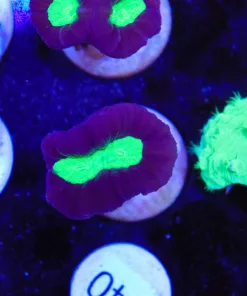 Purple / Green Trumpet Frag (Row #29:B)