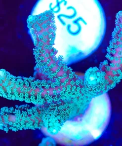 Green Goddess Birdsnest Frag (Row #32)
