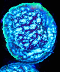 Mr Freeze Leptoseris Frag (Row #33)
