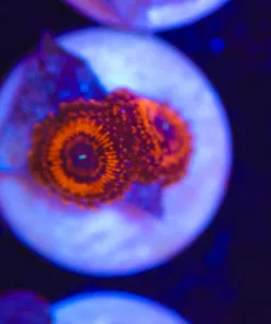 Small Darth Maul ZOanthid Frag (Row #4)