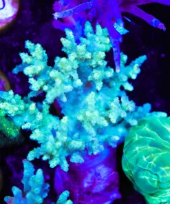 Unique Yellow Green Nepthea Wild Coral Frag (Row #40)