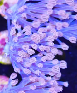 Large Cespitularia Frag (Row #40:B)