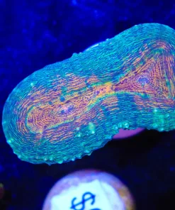 Lobophylia Frag (Row #48:B)