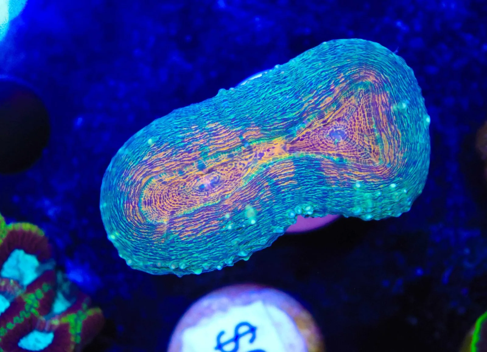 Lobophylia Frag (Row #48:B)