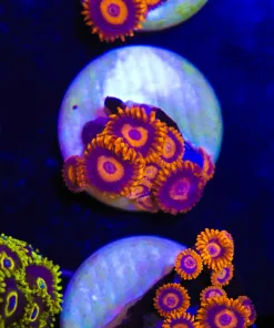 Orange Oxide Zoa Frag (Row #4:B)