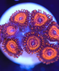 Small Lava Zoanthid Frag (Row #5)