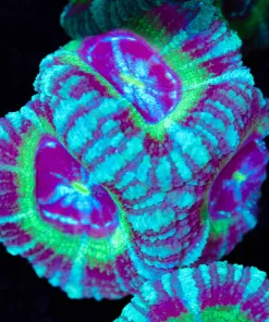 Misty's Acan Frag (Row #51:B)