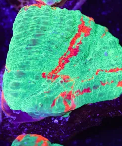 Scolymia Frag (Row #53:B)