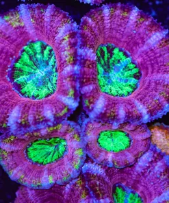 Purple Passion Acan Frag (Row #54)