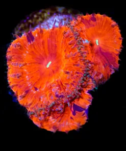 Marbled Blastomussa Frag (Row #55:B)
