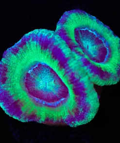 Jade Acan Frag (Row #56:B)