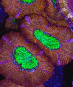 Fat Head Acan Frag (Row #59)