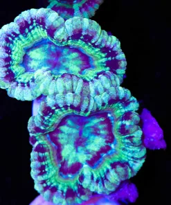 Time Twister Acan Frag (Row #59:B)