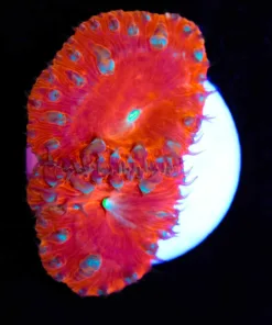Red Cherry Blastomussa Frag (Row #61)