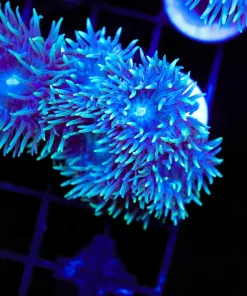 West Australian Blue Duncan Coral Frag | Rare Color Variety | 1-2 Heads / frag (Row #66:B)