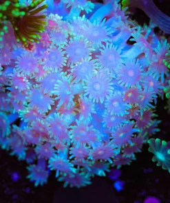 Two Tone Flowerpot Coral Frag (Row #67)