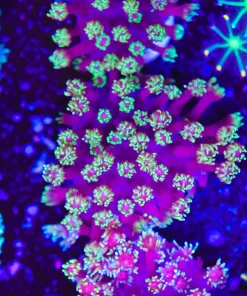 Two Tone Flowerpot Frag (Row #68)