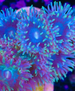 XL Blue Duncan Coral Frag | Rare Color (Row #68:B)