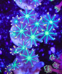 Firework Clove Polyp Frag (Row #69)