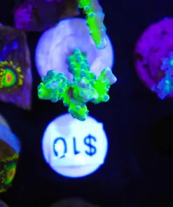 Small Green Goblin Acropora Frag (Row #6:B)