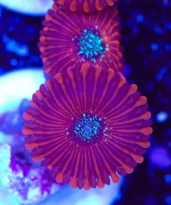 Magician Zoanthid Frag (Row #70:B)