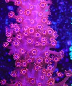 Ruby Flowerpot Coral Frag (Row #71)