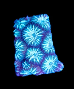 Maze Brain Coral Frag (Row #72:B)