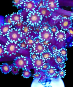 Cookie Monster Flowerpot Coral Frag (Row #73)
