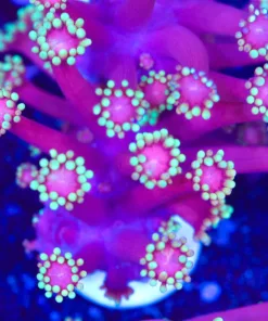 Cherry Blossom Flowerpot Frag (Row #74)