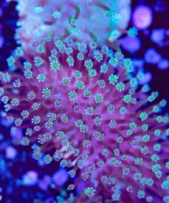 Fiji Toadstool Frag | Blue Green (Row #74:B)