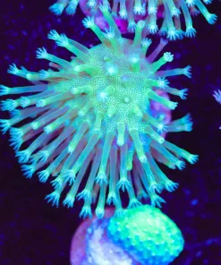 Japanese Green Leather Coral Frag (Row #75)