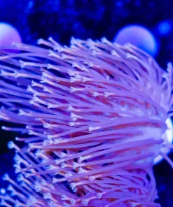 Long Tentacle Leather Coral Frag (Row #76)