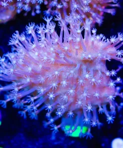 Austliran Leather Coral Frag (Row #77)