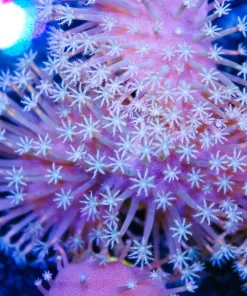 White Polyp Toadstool Coral Frag (Row #78)