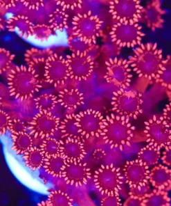 Cherry Bomb Flowerpot Frag (Row #85:B)