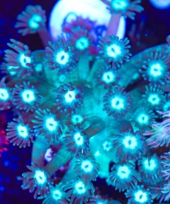 Mystic Flowerpot Frag (Row #86)