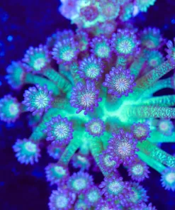 Glitter Gonipora Frag (Row #86:B)
