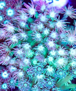Two Tone Flowerpot Frag (Row #87)