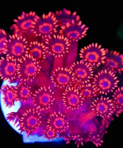 Blue Eye Red Dragon Flowerpot Frag (Row #87:B)