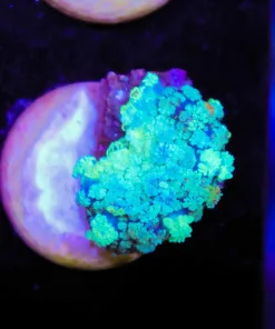 Rhodactis Bryoides Frag *rare species* (Row #88:B)