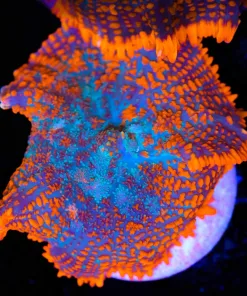 Sun Storm Rhodactis (Row #89)