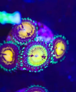 Butt Muncher Zoanthid Frag (Row #8:B)