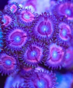 Pink ZOanthid Frag (Row #9)