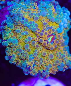 Golden Yuma Coral (Row #90)